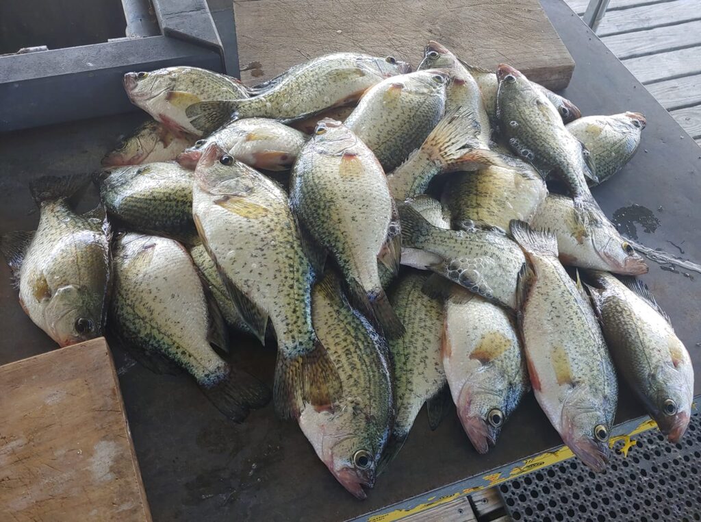 Aug 25th Weekly All species Truman Fishing report courtesy of Steve